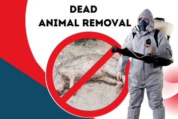 dead animal removal service image