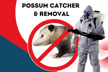 possum catcher & removal